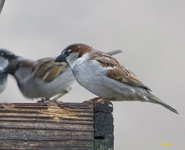 House Sparrow